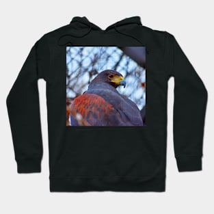 The Hawk Hoodie